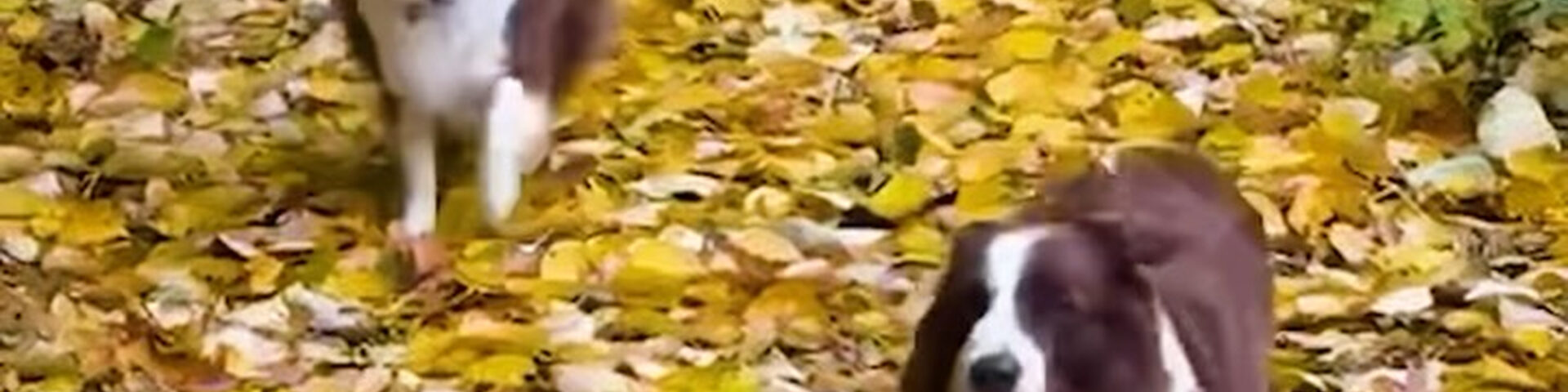 Zwei braun-weisse Border Collies rennen ueber einen Weg voller goldener Herbstblaetter, gefilmt von Koenigin Mary von Daenemark - Photo: Kongehuset