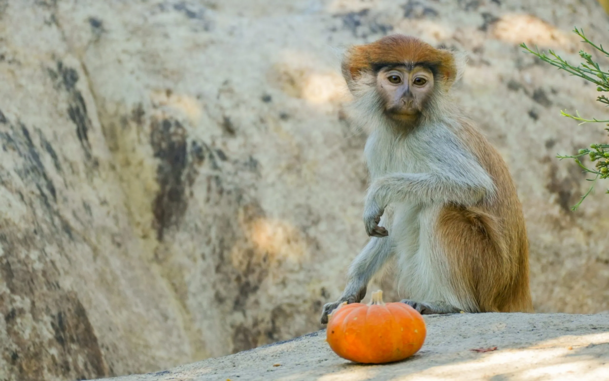 Das jüngste Husarenaffen-Baby im Living Desert Zoo in Palm Desert spielt in seinem Gehege.