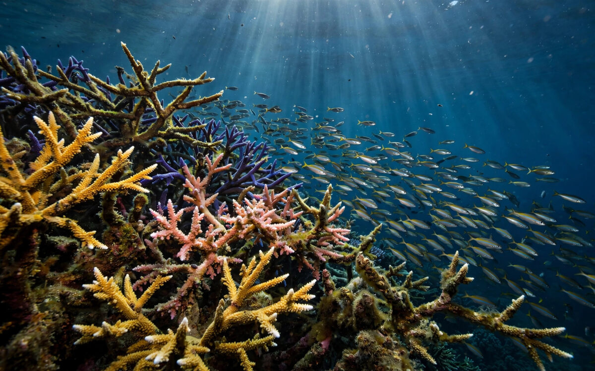 Ein farbenfrohes Korallenriff mit verzweigten Korallen und einem schimmernden Schwarm tropischer Fische im Sonnenlicht.