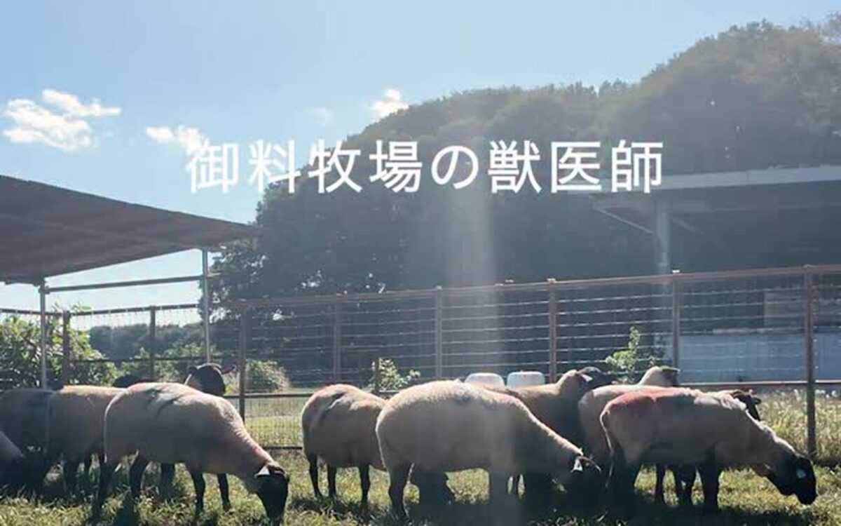 Schafe grasen in der Sonne auf der Kaiserlichen Farm Goryo Bokujo in Tochigi, Japan - Foto: @kunaicho_jp